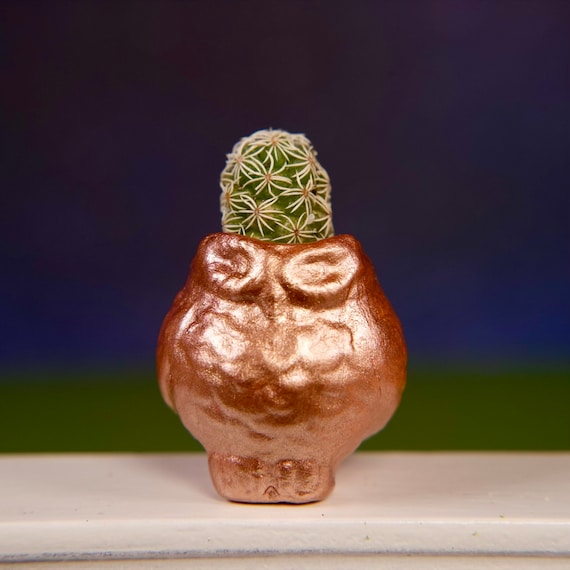 LITTLE PRICKS - Micro Mini Cactus - Owl Collection ( Rose Gold ) - Diy Cactus Kits, Hand-Painted Pot, Live Plant