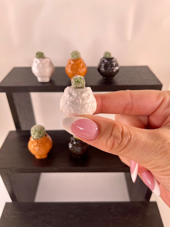 LITTLE PRICKS - Micro Mini Cactus - Owl Collection (WHITE) - Diy Cactus Kits, Hand-Painted Pot, Live Plant