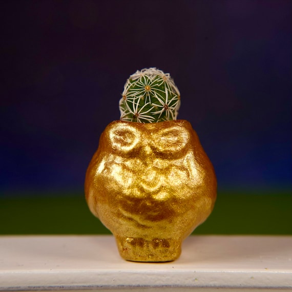 LITTLE PRICKS - Micro Mini Cactus - Owl Collection ( GOLD ) - Diy Cactus Kits, Hand-Painted Pot, Live Plant