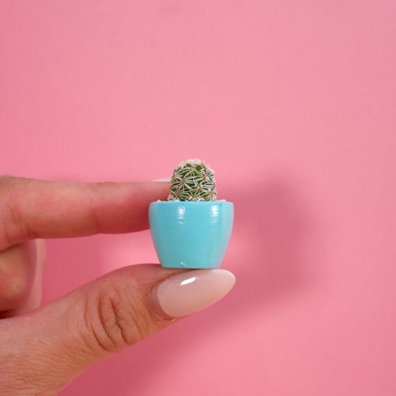 LITTLE PRICKS - Micro Mini Cactus - Baby Blue- DIY Cactus Kits, Hand-Painted Pot, Live Plant