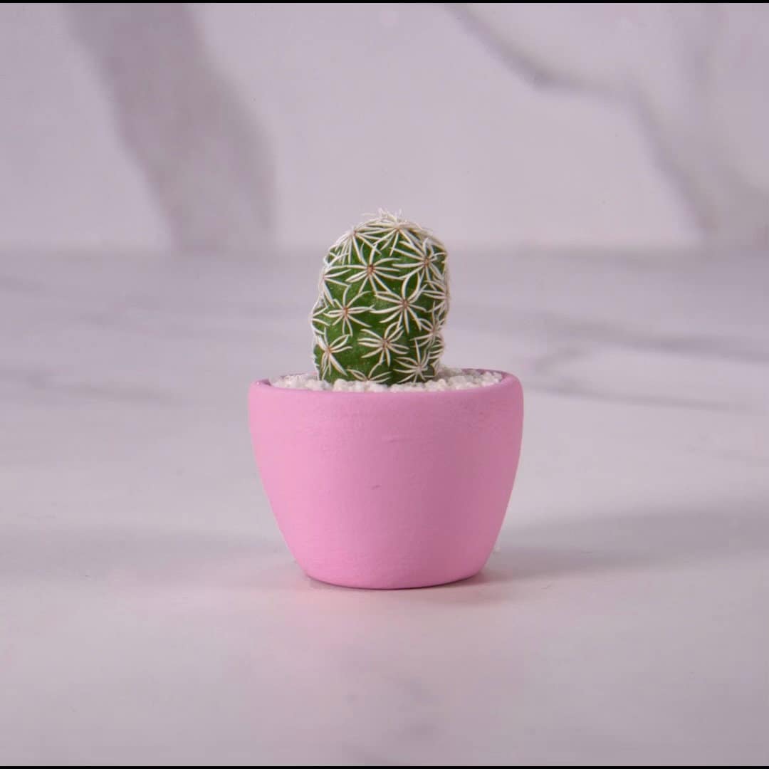 Miniature Cactus Kit – Hand-painted Light Pink Pot, Desk Plant, Gift ...