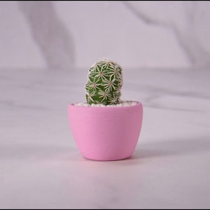 May include: A small cactus plant with white spines grows in a pink ceramic pot. The pot is round and has a smooth surface.