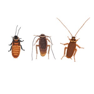 May include: Three detailed insect illustrations. The insects are in shades of brown, orange, and black, with intricate patterns and long antennae. The insects are set against a plain white background.
