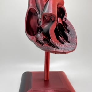 Anatomical Brain Model, 3D Printed Brain, Medical Student Gift & Educational Decor