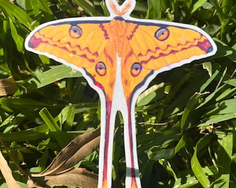 Holographic Comet Moth Sticker Sparkly Vinyl Decal | Cottagecore Insect Waterproof