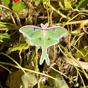 May include: A die-cut sticker of a Luna moth featuring vibrant lime green wings with pinkish-red edges, dark eyespots on the lower wings, and a long, slender tail. The moth has a fuzzy, light-colored body and delicate, thin antennae.