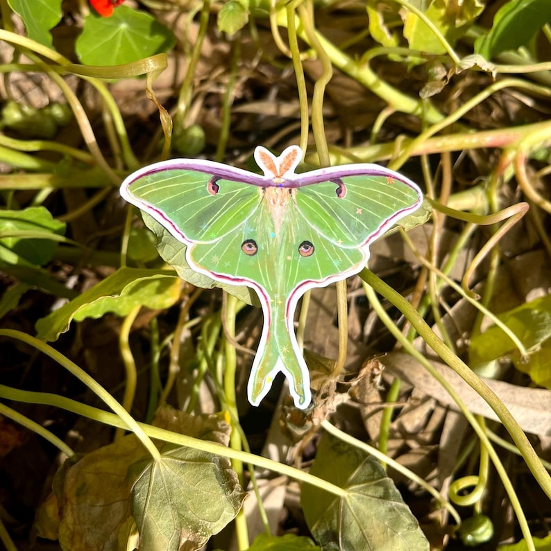 May include: A die-cut sticker of a Luna moth featuring vibrant lime green wings with pinkish-red edges, dark eyespots on the lower wings, and a long, slender tail. The moth has a fuzzy, light-colored body and delicate, thin antennae.