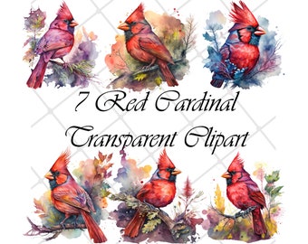 7 Red Cardinal Clipart, clipart acquerello, clipart uccello, PNG, acquerello, uso commerciale, download digitale