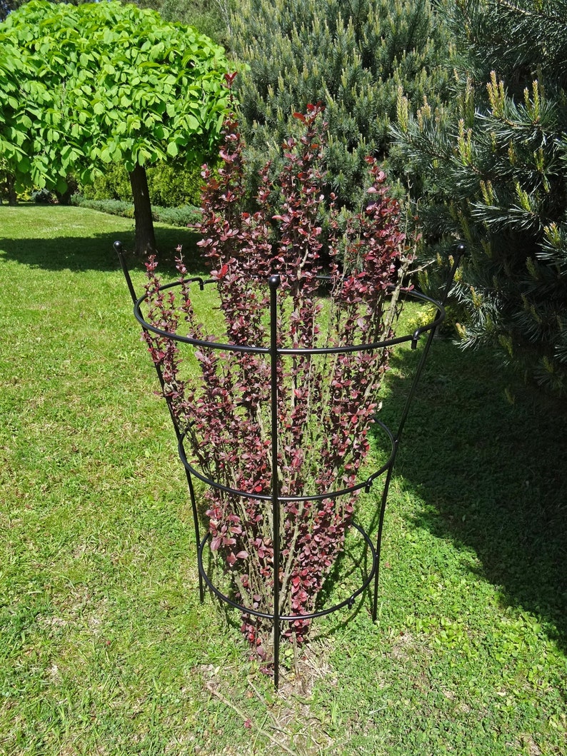 Op de afbeelding: Een zwarte metalen plantenondersteuning met een ronde basis en drie niveaus. De kooi ondersteunt een struik met rode bladeren in een grasachtig gebied.
