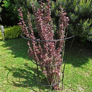 Op de afbeelding: Een zwarte metalen plantenondersteuningskooi met drie niveaus, die een roodbladige struik in een tuin ondersteunt.