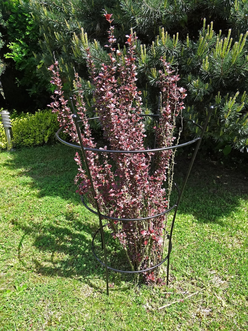 Op de afbeelding: Een zwarte metalen plantenondersteuningskooi met drie niveaus, die een roodbladige struik in een tuin ondersteunt.