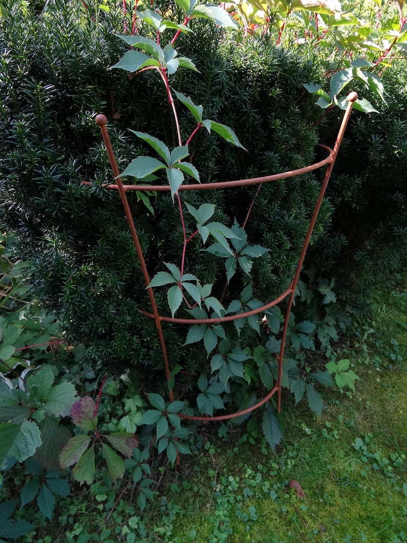 Op de afbeelding: Een roestig metalen plantenspalier met drie niveaus, dat een klimplant met groene bladeren ondersteunt. Het spalier staat in een tuin met groen gras en andere planten.