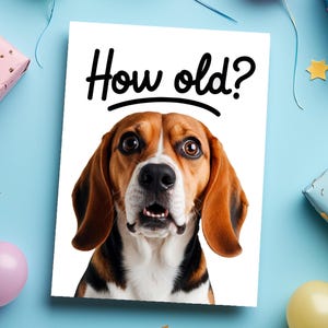 Funny Beagle Birthday Card: Humorous Dog Greeting Card