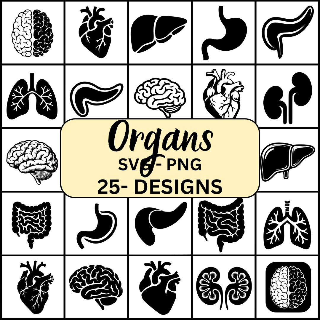 Organs Svg, Organs Svg Bundle, Human Organs Svg, Organ Silhouette ...