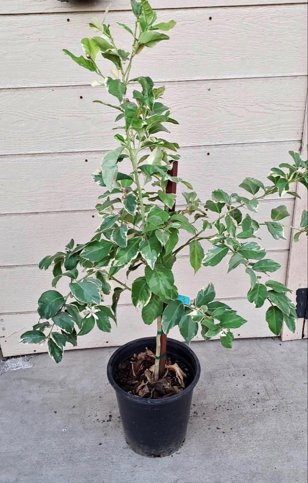 Rare & Exotic Pink Lemon Tree Live About 3 Feet Tall Etsy