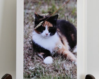 Calico Cat Photo Card 2
