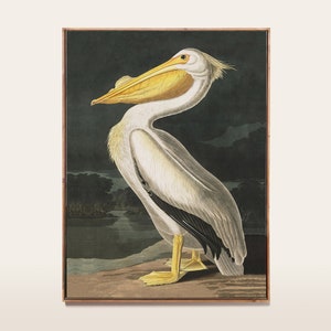 Pelican Print, Botanical Bird, Vintage Art Print, Birds of America Decor, Antique Bird Illustration, John Audubon Poster PRINT003