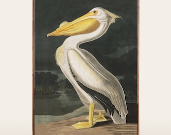 Pelican Print, Botanical Bird, Vintage Art Print, Birds of America Decor, Antique Bird Illustration, John Audubon Poster PRINT003
