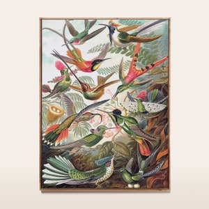 Hummingbird Print, Botanical Bird, Vintage Art Print, Flora And Fauna, Nature, Antique Bird Illustration, Ernst Haeckel Poster PRINT004