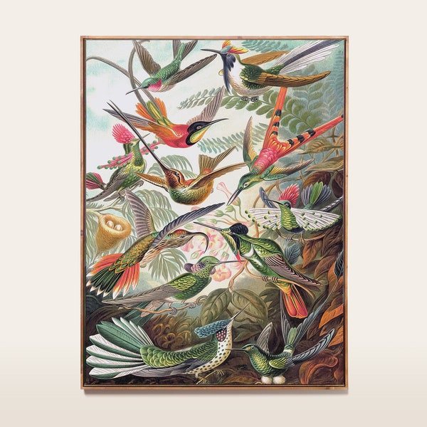 Kolibri Print, botanischer Vogel, Vintage Art Print, Flora und Fauna, Natur, antike Vogel Illustration, Ernst Haeckel Poster PRINT004
