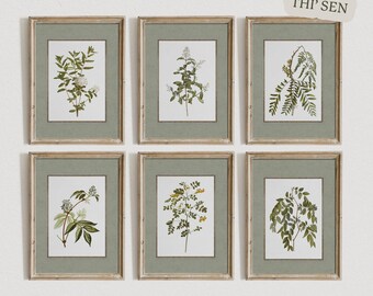 Sage Green Dining Room Decor, Vintage Botanical Wall Art, Set of Six, Farmhouse Rustic, Antique Floral Prints, Green Gallery Wall, SET005