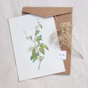 Botanical Art Print &quot;Bindweed&quot; hand-painted・Watercolor Print of a Wild Plant・House warming gift Greenery Wall Decor ・Cottagecore Decor