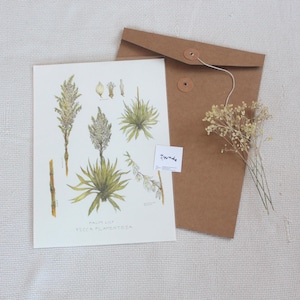 Botanischer Kunstdruck "Palmlilie"・ Botanische Studie・Bild einer Palme・Wanddeko Wohnzimmer Blumen・Wissenschaftlicher Poster Botanik