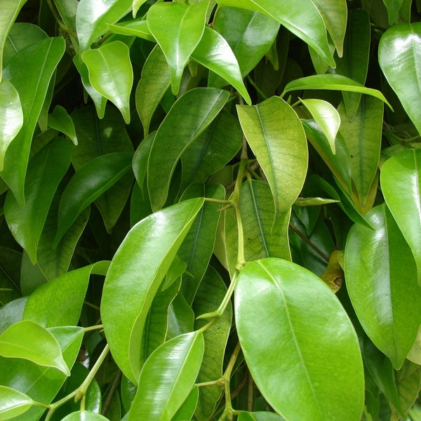Ficus “Benjamina” (Weeping Fig) - rooted cutting / mini bonsai starter plant