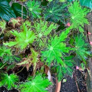 Begonia Rex “Hieroglyphics” - 3/4” starter plant