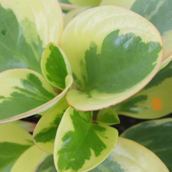 Peperomia Obtusifolia “Citrus Twist” - ROOTED starter plant - 2/3” pot included!
