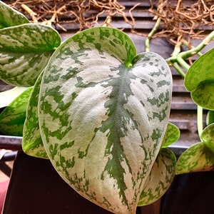 Scindapsus Pictus/Satin Pothos “Exotica” - Planta iniciadora de 3”