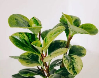 Peperomia Obtusifolia “Marble” - ROOTED starter plant - 2/3” pot included!