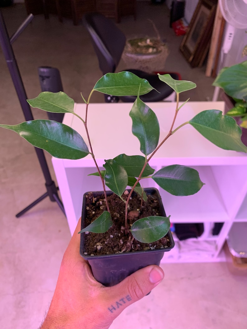 Ficus benjamina weeping Fig Rooted Cutting / Mini Bonsai Starter Plant