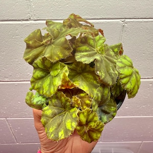 Begonia Rex “Zumba/Tiger Paws” - 3/4” starter plant
