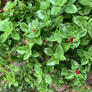 Dorotheanthus “Candy Apple” Ice Plant - cuttings - 3” pot included! - 3 cuttings per order!