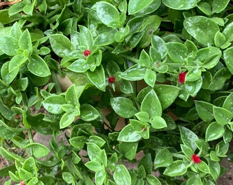 Dorotheanthus “Candy Apple” Ice Plant - cuttings - 3” pot included! - 3 cuttings per order!