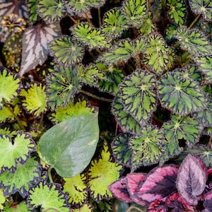 Begonia Rex - Multiple Variaties - 3/4” starter plants