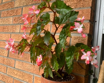Begonia Richmondensis/Cordova “Pink” - 2/3” starter plant