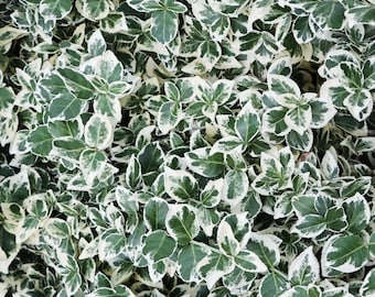 Wintercreeper “Emerald Gaiety” Euonymus Fortunei - ROOTED starter plant - 3-inch pot included! (ships bare roots)