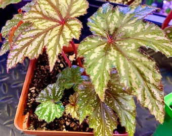 Begonia “Gryphon” - 4” starter plant