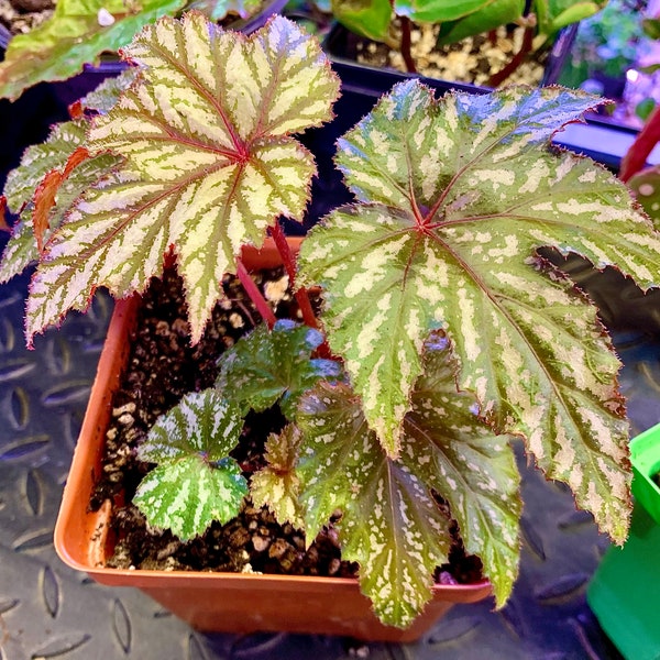 Begonia “Gryphon” - 4” starter plant