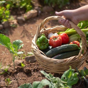 K&ouml;nnte beinhalten: Ein Weidenkorb gef&uuml;llt mit frischem Obst und Gem&uuml;se aus dem Garten, darunter gr&uuml;ne Paprika, Gurken, Tomaten und Sellerie.