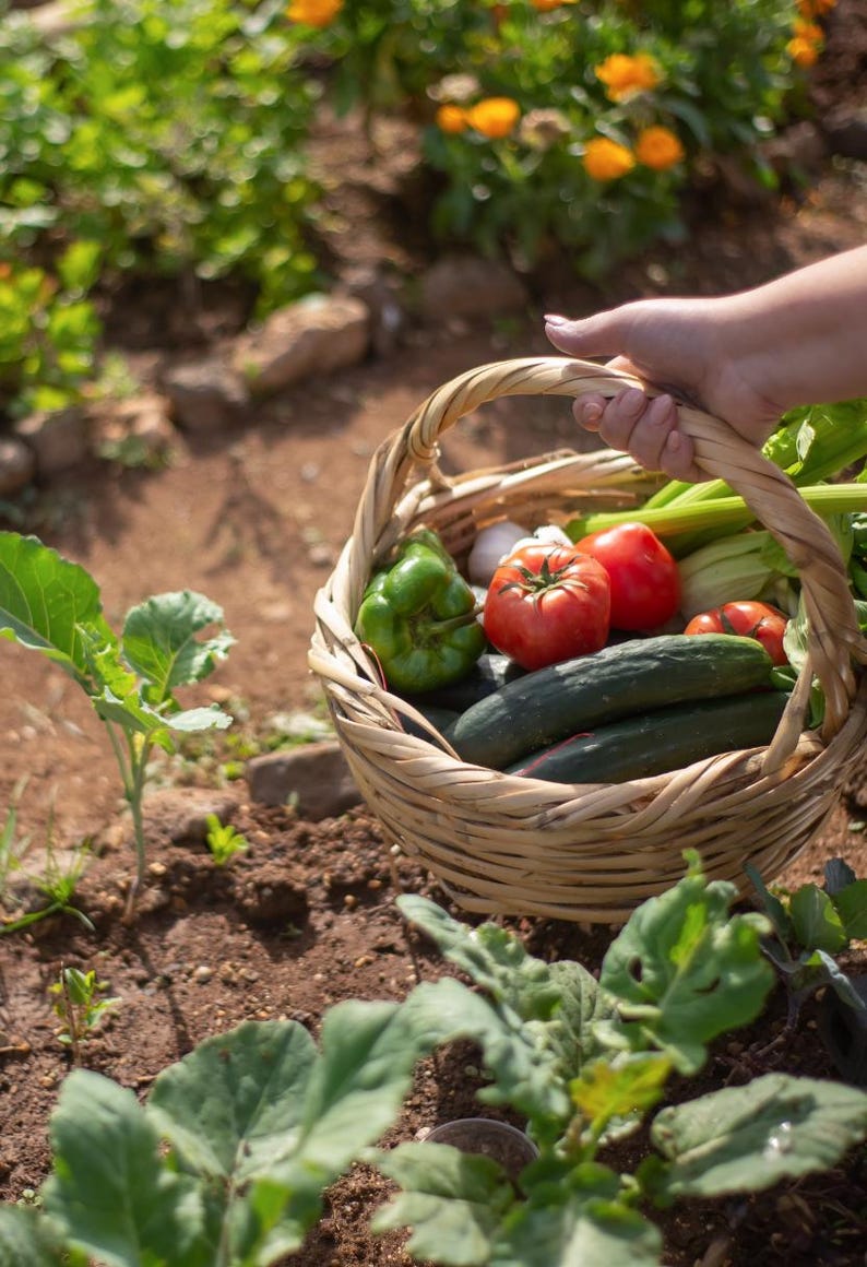 K&ouml;nnte beinhalten: Ein Weidenkorb gef&uuml;llt mit frischem Obst und Gem&uuml;se aus dem Garten, darunter gr&uuml;ne Paprika, Gurken, Tomaten und Sellerie.
