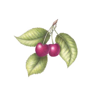 Cherry Botanical Fine Art Giclee Print