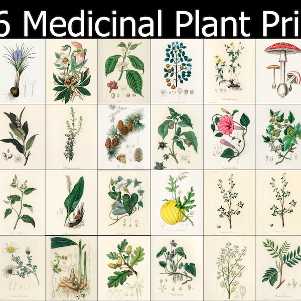 Set of 136 Medical Botany High Resolution Image Bundle | Printable Wall Art Bundle | Vintage Flowers Botanical Instant Download Commercial