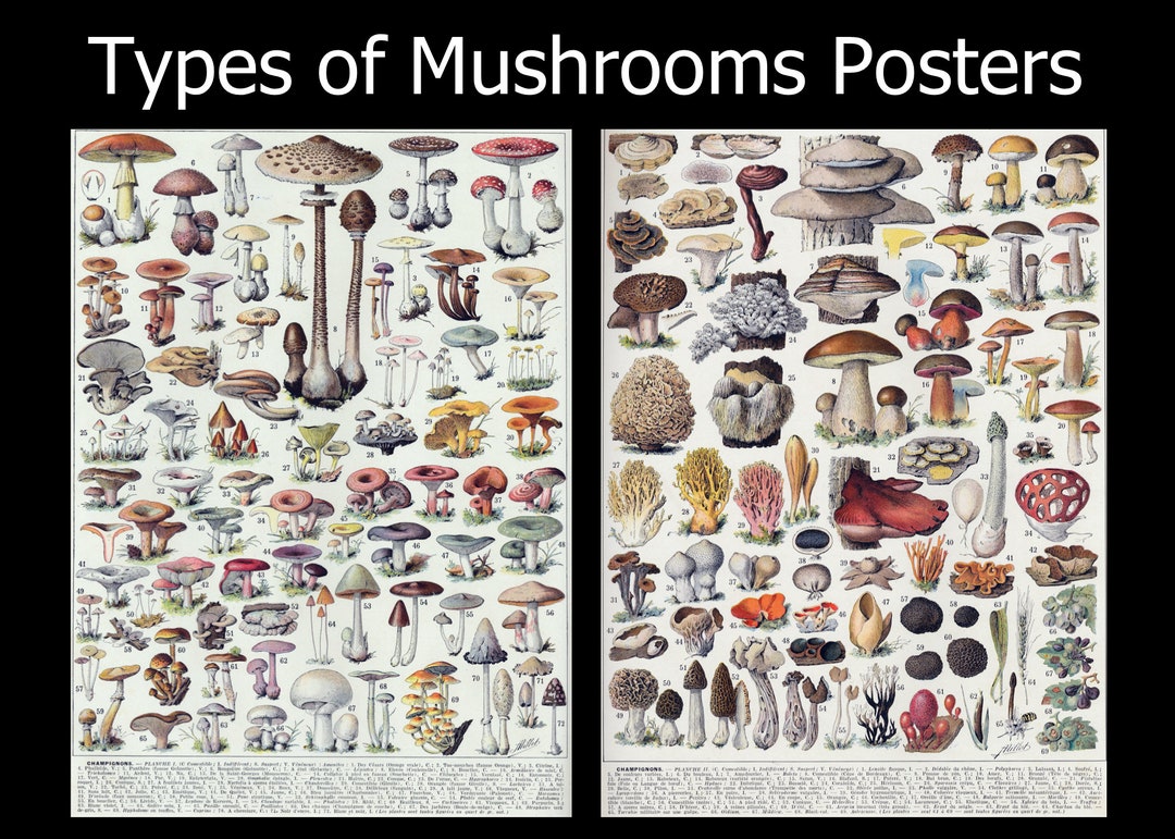2 Vintage Mushroom Botanical Art Prints Collection. Adolphe Millot's