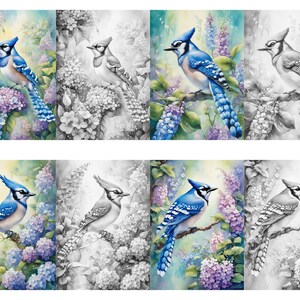 23 Bluejay Grayscale Coloring Pages - Il 300x300.5443037447 Blkn 