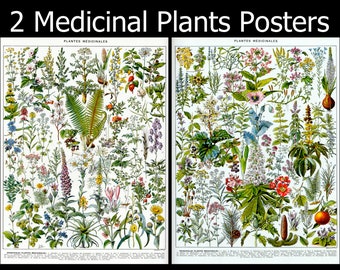 Set of 2 Medical Botany High Resolution Poster Bundle | Printable Wall Art Bundle | Vintage Flowers Botanical Instant Download Commercial