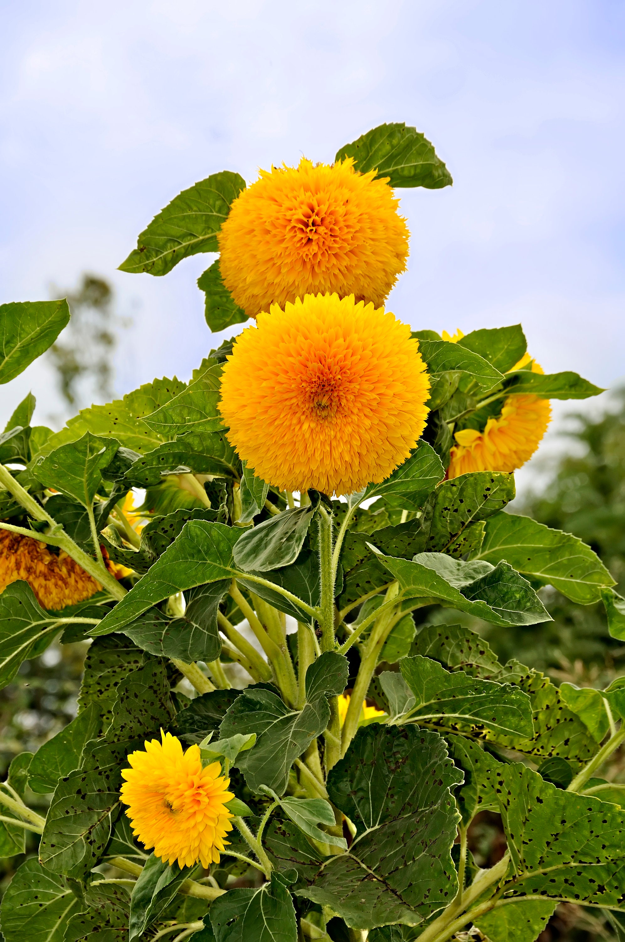thumbnail image 2 of 50pcs Blue & Yellow Giant Teddy Bear Sunflower Seeds – Fast Growing, Full Sun, Pet Safe 2 of 3