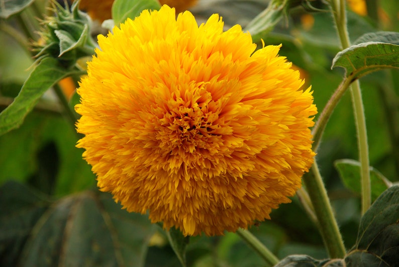 thumbnail image 2 of 50+ GIANT Teddy Bear Sunflower Seeds – 7+ Feet Tall – Attracts Bees & Hummingbirds – RARE 2 of 4